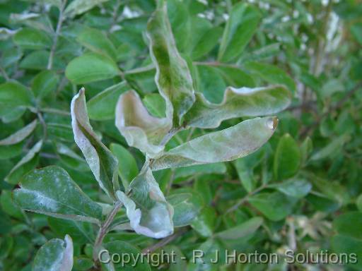 Powdery Mildew Crepe Myrtle 